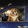 sokoengbulldogs